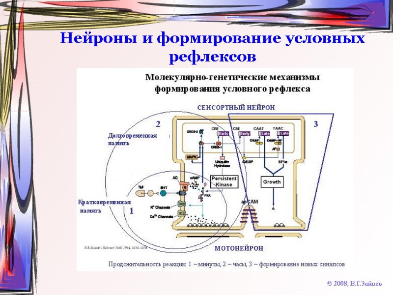 Нейроны и формирование условных рефлексов © 2008, В.Г.Зайцев